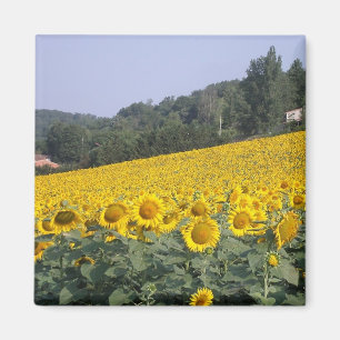 Zonnebloemen, magneet