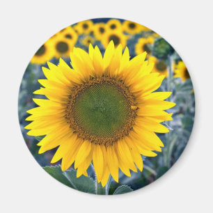 Zonnebloemen Magneet