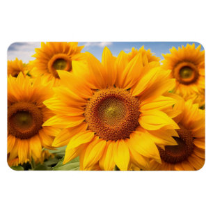 Zonnebloemen Magneet