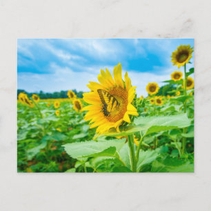 Zonnebloemen met Butterfly Foto Briefkaart