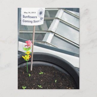 Zonnebloemen op 30 mei 2012 Briefkaart