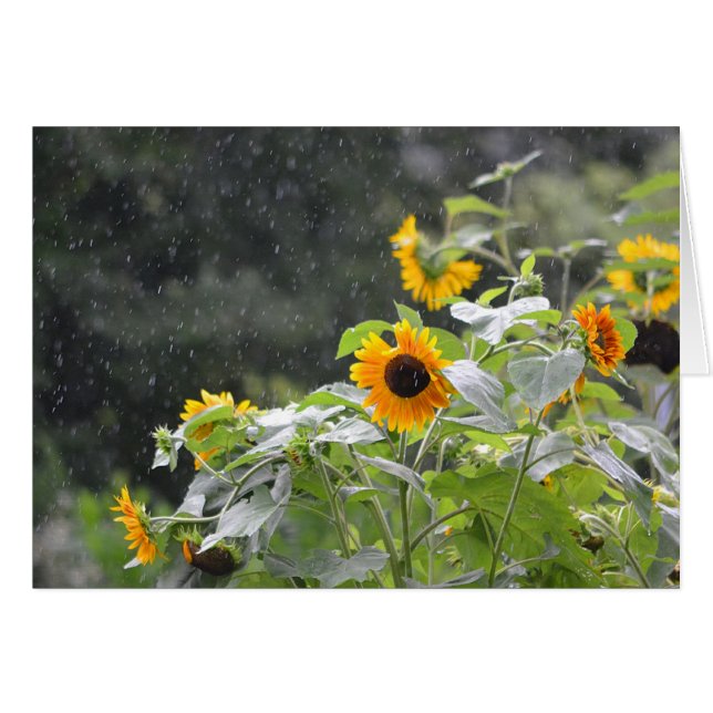 Zonnebloemen op regenachtige dag (Voorkant Horizontaal)