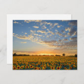 Zonnebloemen op Sunset (Voorkant / Achterkant)