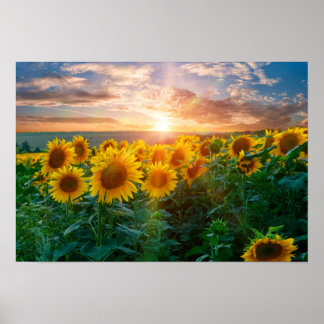 Zonnebloemen op Sunset Poster