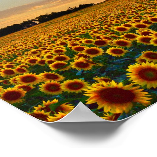 Zonnebloemen op Sunset Poster (Hoek)