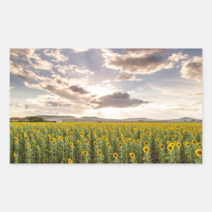 Zonnebloemen op Sunset Rechthoekige Sticker