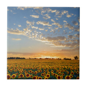 Zonnebloemen op Sunset Tegeltje