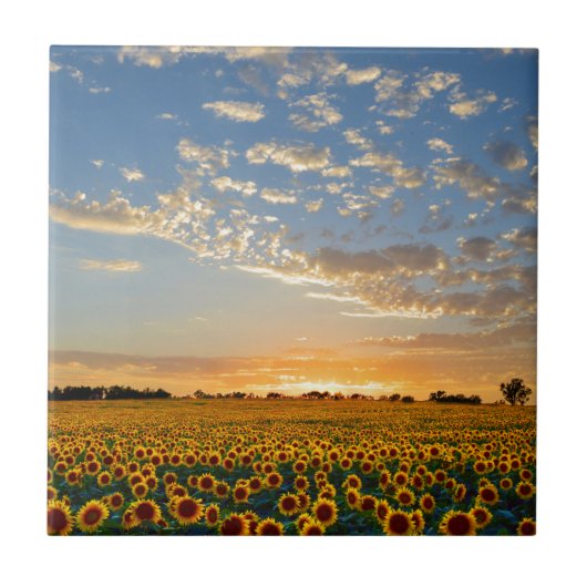 Zonnebloemen op Sunset Tegeltje (Voorkant)