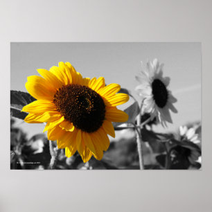Zonnebloemen Poster