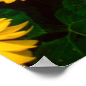 Zonnebloemen Poster (GROOT) (Hoek)