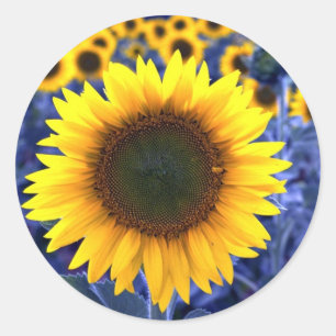 Zonnebloemen Ronde Sticker