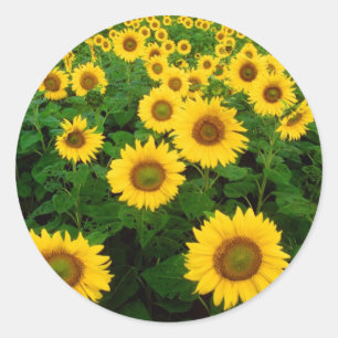 Zonnebloemen Ronde Sticker