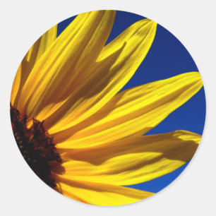 Zonnebloemen Stickers