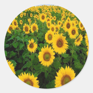 Zonnebloemen Stickers