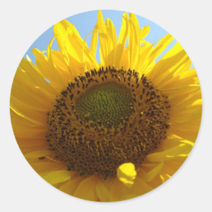 ZONNEBLOEMEN STICKERS STICKER VELLEN Cadeaus