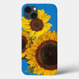 Zonnebloemen tegen blauwe omheining iPhone 13 hoesje