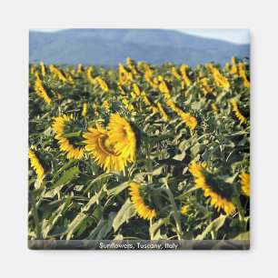 Zonnebloemen, Toscane, Italië Magneet