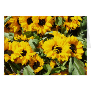 Zonnebloemen van de Dozen