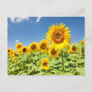 Zonnebloemen veld Briefkaart