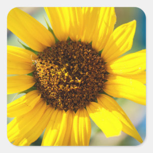 Zonnebloemen vierkante sticker