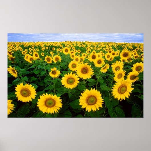 Zonnebloemen voor eeuver poster (Voorkant)