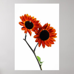 Zonnebloemen wapa poster