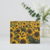 Zonnebloemen Wenskaart Briefkaart (Staand voorkant)