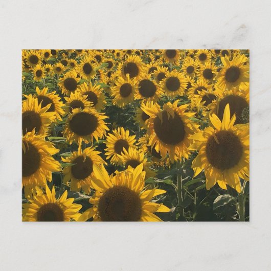 Zonnebloemen Wenskaart Briefkaart (Voorkant)