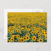 Zonnebloemen, Wisconsin veld Briefkaart (Voorkant / Achterkant)