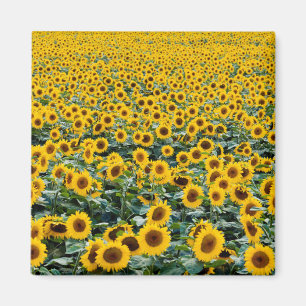 Zonnebloemen, Wisconsin veld Magneet