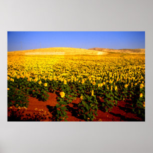Zonnebloemen, Zuid-Spanje Poster