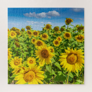 Zonnebloemenveld, zonnige zomerdag. legpuzzel