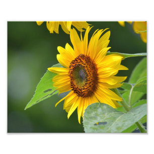 Zonnebloemfotoafdrukken Foto Afdruk