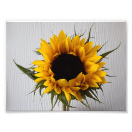 Zonnebloemfotoafdrukken Foto Afdruk