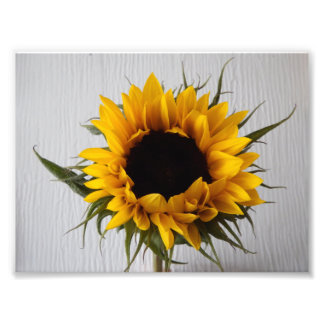 Zonnebloemfotoafdrukken Foto Afdruk