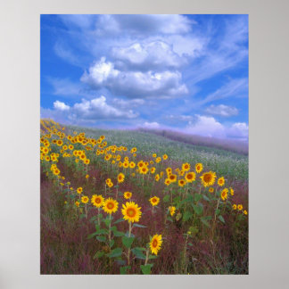 Zonnebloemheuvel, poster