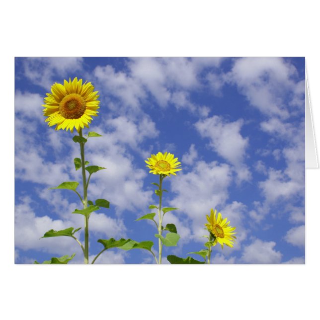 Zonnebloemkaart (Voorkant Horizontaal)