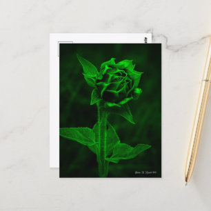 "Zonnebloemknop" Briefkaart