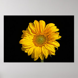 Zonnebloemkool Poster