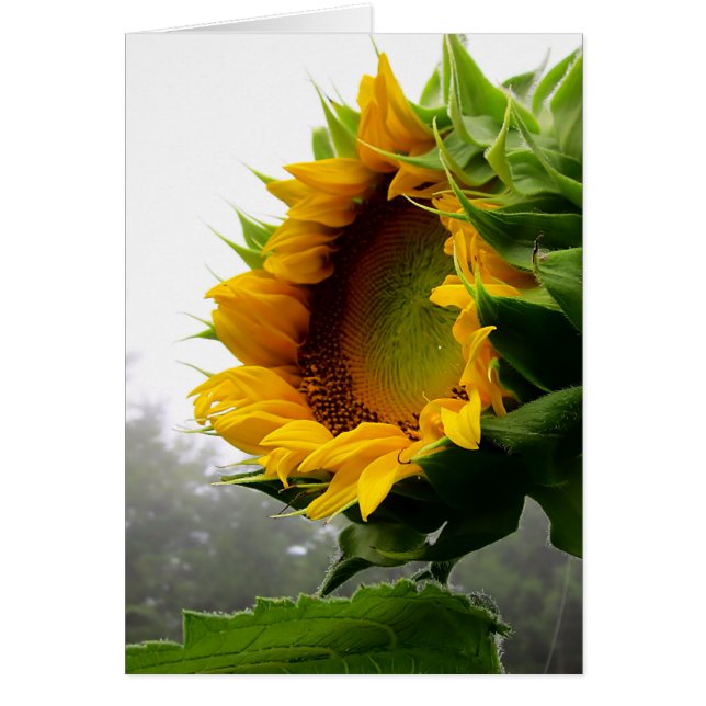 Zonnebloemopening (Voorkant)