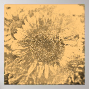  zonnebloempitten #2 - Posters