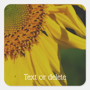 Zonnebloempitten - Bloem - Aangepast Vierkante Sticker