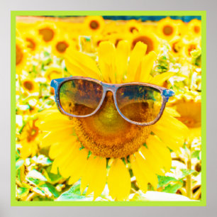 Zonnebloempitten Chic Poster