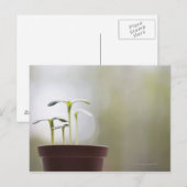 Zonnebloempitten in plant 2 briefkaart (Voorkant / Achterkant)