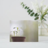 Zonnebloempitten in plant 2 briefkaart (Staand voorkant)