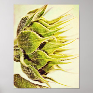 Zonnebloemprofiel Fotografische kunst Afdrukken Poster