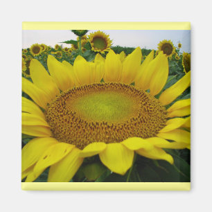 Zonnebloemserie Magneet