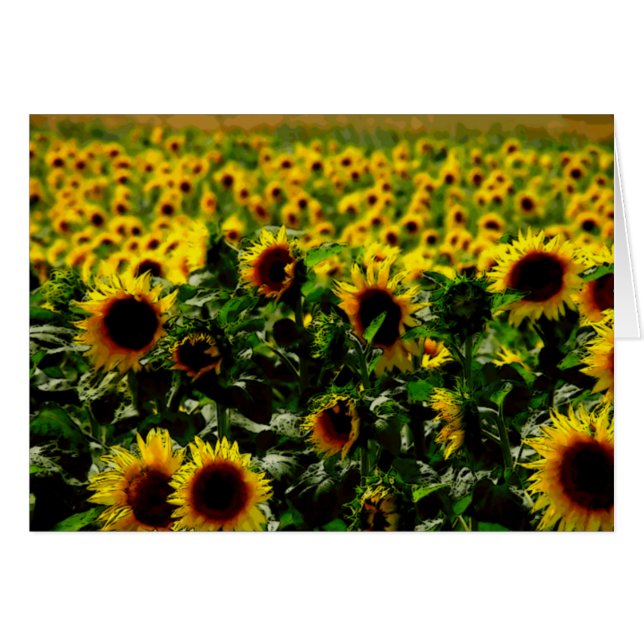 Zonnebloemveld (Voorkant Horizontaal)