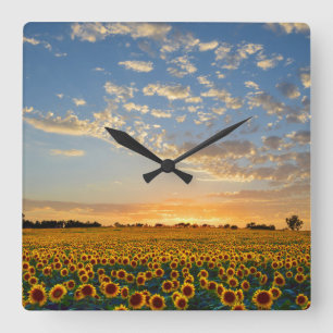 Zonnebloemveld bij zonsondergang vierkante klok