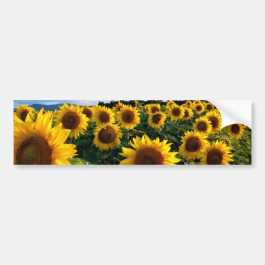 Zonnebloemveld Bumpersticker (Voorkant)